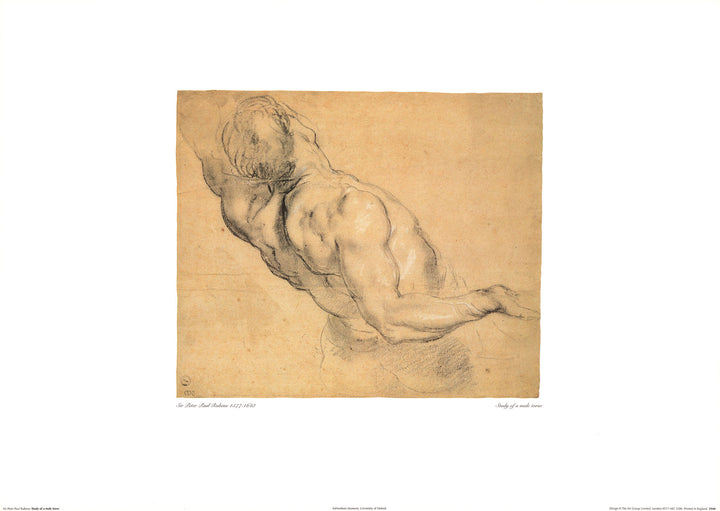 Study of a Male Torso by Peter Paul Rubens - 20 X 28 Inches (Fine Art Print)