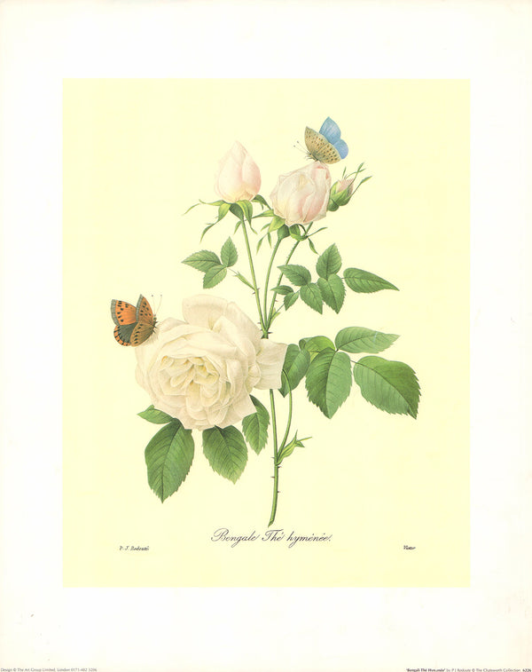 Bengali The Hymenee by Pierre-Joseph Redouté - 16 X 20 Inches (Art Print)