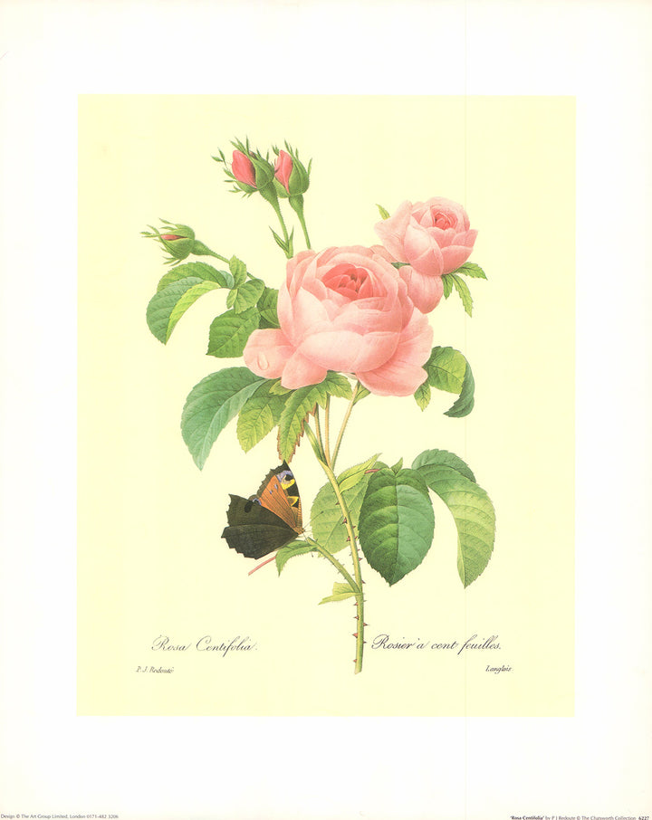 Rosa Cemtifolia by P. J. Redoute - 16 X 20 Inches (Offset Lithograph Fine Art Print)