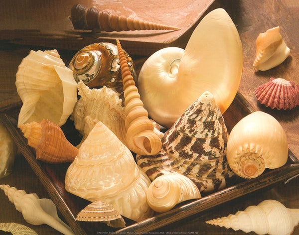 Shells by Jean-Michel Labat - 10 X 12 Inches (Art Print)