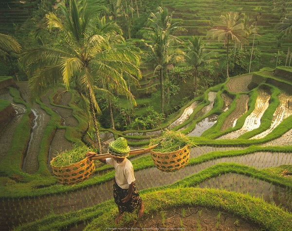 Rice field, Bali by Diagentur - 10 X 12 Inches (Art Print)