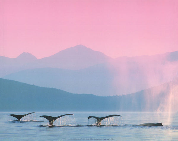 Whales by Alaska Stock - 10 X 12 Inches (Art Print)