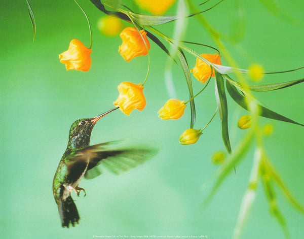 Colibri by Tim Flach - 10 X 12 Inches (Art Print)