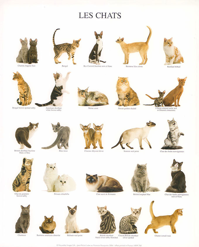 Les chats by Jean-Michel Labat & Florence Rouquette - 10 X 12 Inches (Art Print)