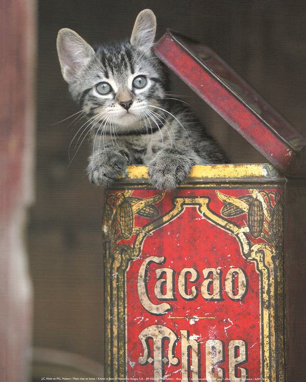 Kitten in Box by J.C Klein - 10 X 12 Inches (Art Print)