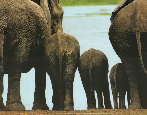 Elephants, Kenya by Philippe Bourseiller - 10 X 12 Inches (Art Print)