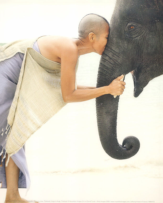 Nose to nose, Thailand by David Trood - 10 X 12 Inches (Art Print)