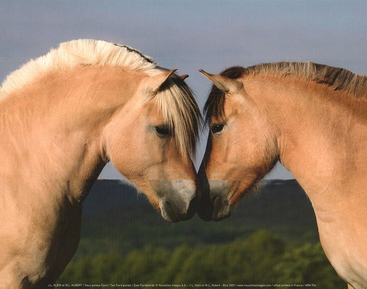 Two Fjord ponies by J.L Klein - 10 X 12 Inches (Art Print)