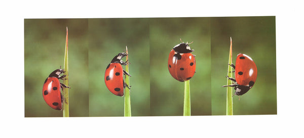 Ladybird by C. Nuridsany - 9 X 20 Inches (Art Print)