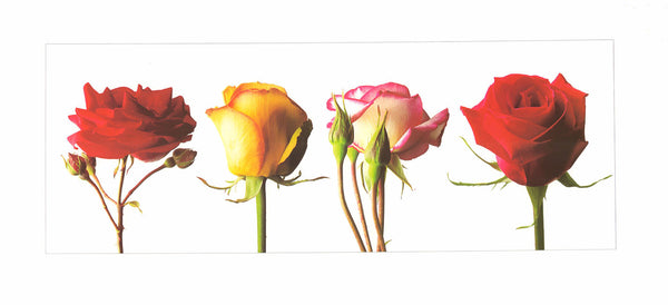 Rosen by Kevin Summers - 9 X 20 Inches (Art Print)