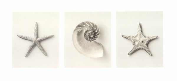 Nautilus pompilius by Vincent Leray - 9 X 20 Inches (Art Print)