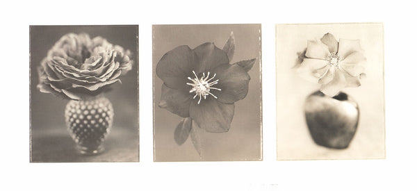 Flowers by Ron Van Dongen - 9 X 20 Inches (Art Print)