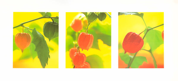 Chinese Lanterns by Andy Small - 9 X 20 Inches (Art Print)