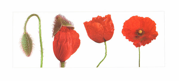 Poppy Métamorphosas by C. Nuridsany - 9 X 20 Inches (Art Print)