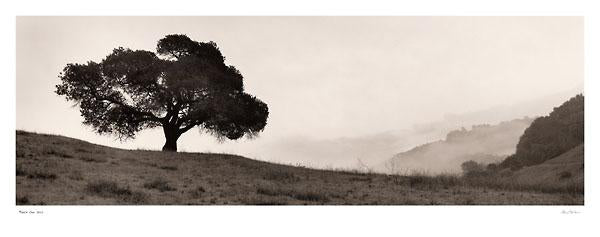 Black Oak Tree by Alan Blaustein - 15 X 38 Inches (Art Print)