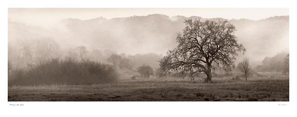 Meadow Oak Tree by Alan Blaustein - 15 X 38 Inches (Art Print)