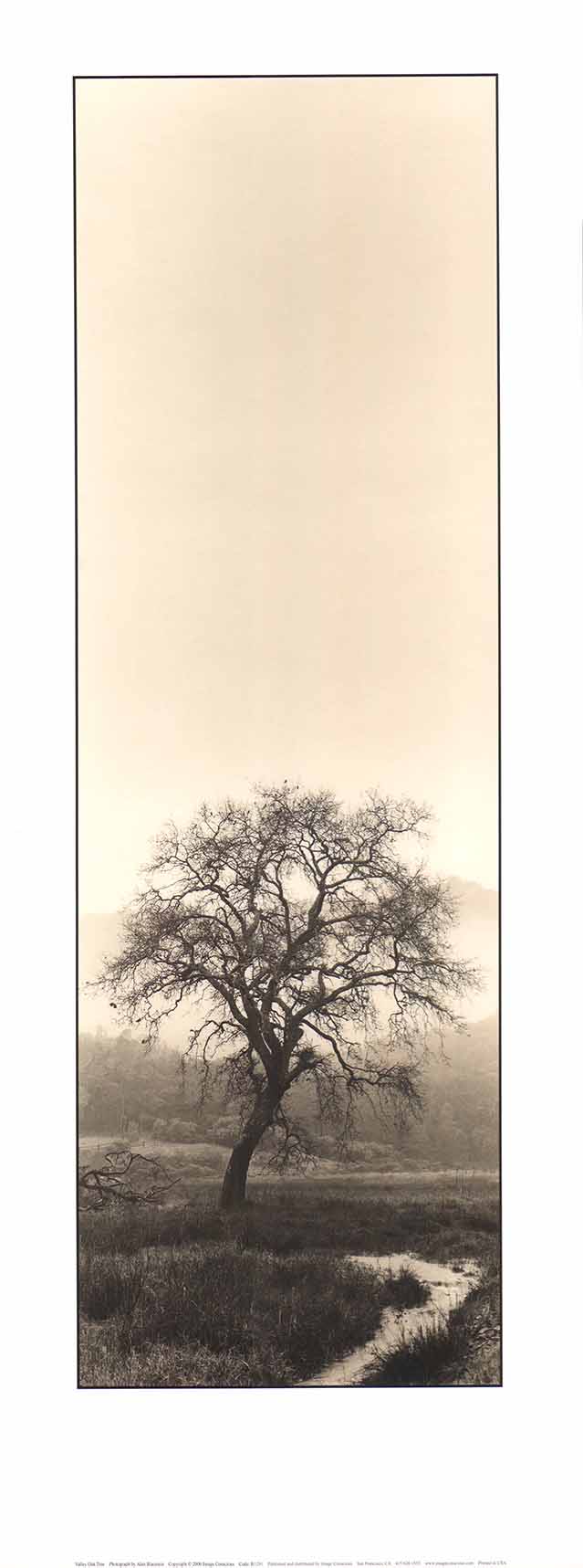 Valley Oak Tree by Alan Blaustein - 9 X 24 Inches (Art Print)