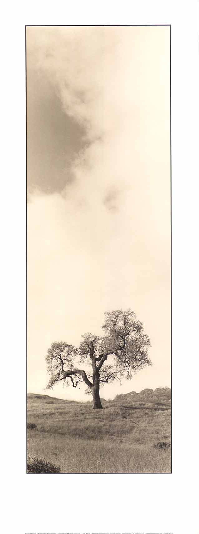 Vintage Oak Tree by Alan Blaustein - 9 X 24 Inches (Art Print)