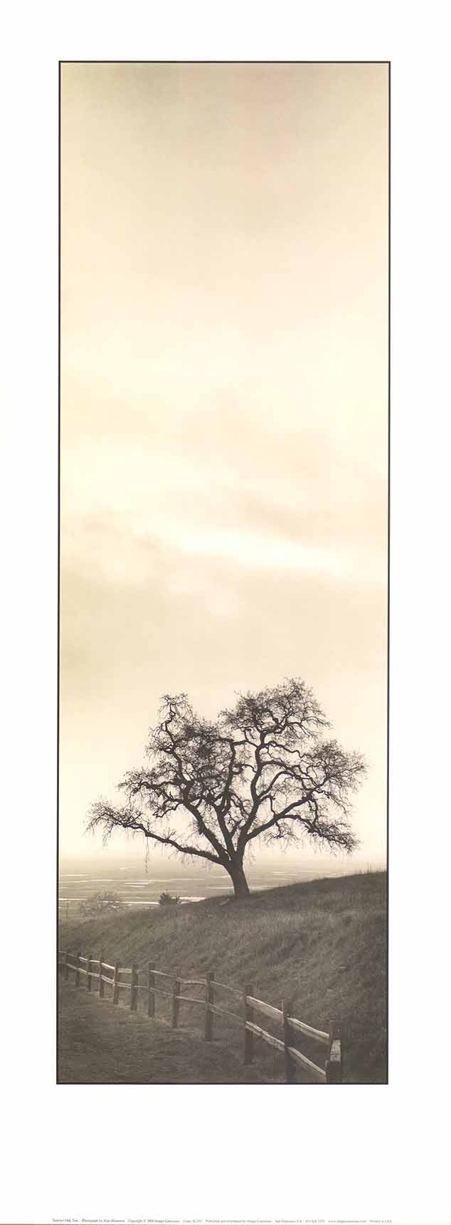 Sentinel Oak Tree by Alan Blaustein - 9 X 24 Inches (Art Print)
