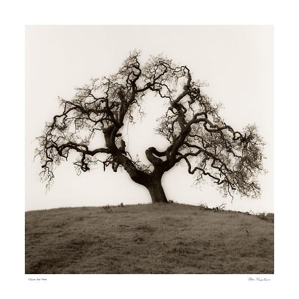Hillside Oak Tree by Alan Blaustein - 24 X 24 Inches (Art Print)