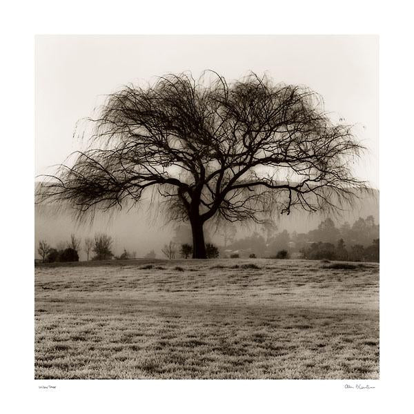 Willow Tree by Alan Blaustein - 24 X 24 Inches (Art Print)
