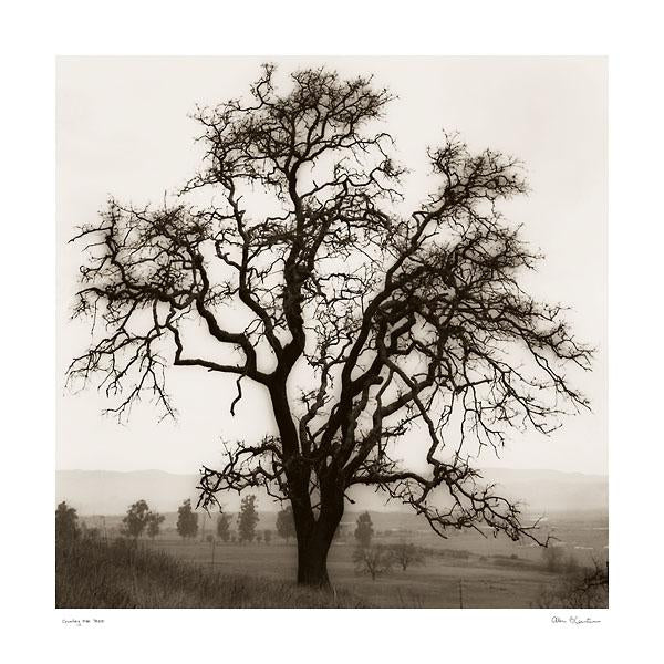Country Oak Tree by Alan Blaustein - 24 X 24 Inches (Art Print)