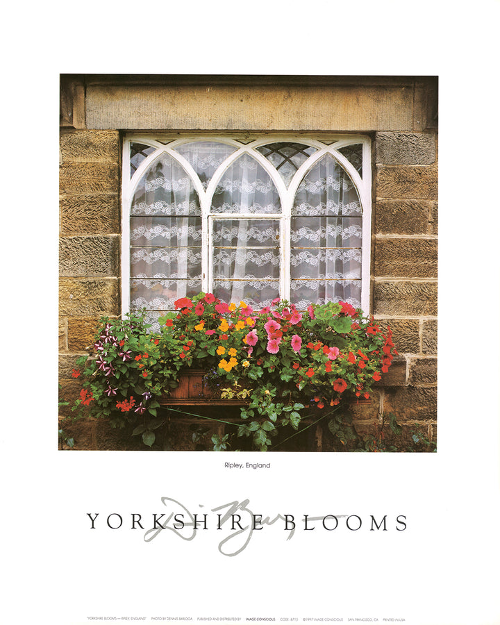 Yorkshire Blooms by Dennis Barloga - 16 X 20 Inches (Art Print)