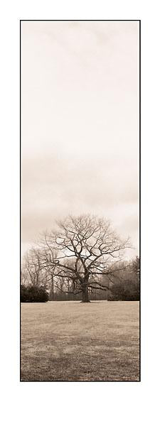 Chestnut Tree by Alan Blaustein - 9 X 24 Inches (Art Print)