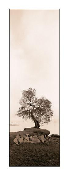 Coast Oak by Alan Blaustein - 9 X 24 Inches (Art Print)