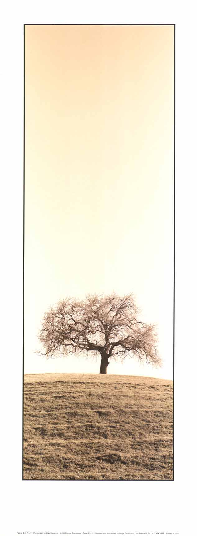 Lone Oak Tree by Alan Blaustein - 9 X 24 Inches (Art Print)
