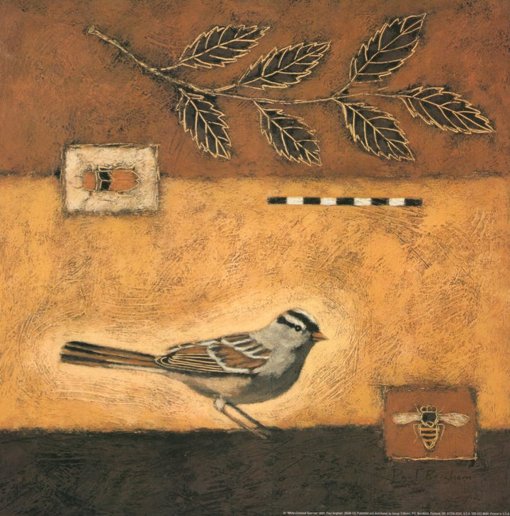 White-Crowned Sparrow by Paul Brigham - 12 X 12 Inches (Art Print)