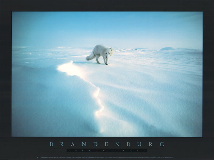 Arctic Fox, 1986 by Jim Brandenburg - 11 X 14 Inches (Art Print)