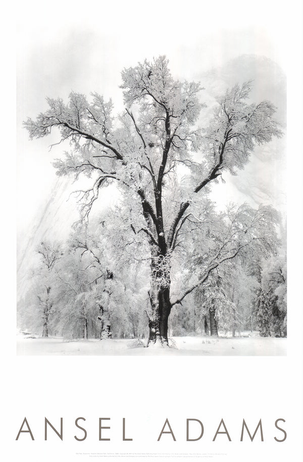 Oak Tree, Snowstorm, Yosemite National Park, California, 1948 by Ansel Adams - 24 X 36 Inches (Offset Lithograph)