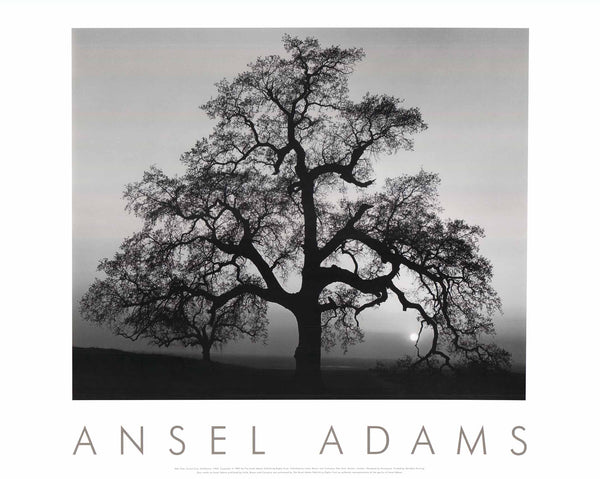 Oak Tree Sunset, California, 1962 by Ansel Adams - 24 X 36 Inches (Offset Lithograph)