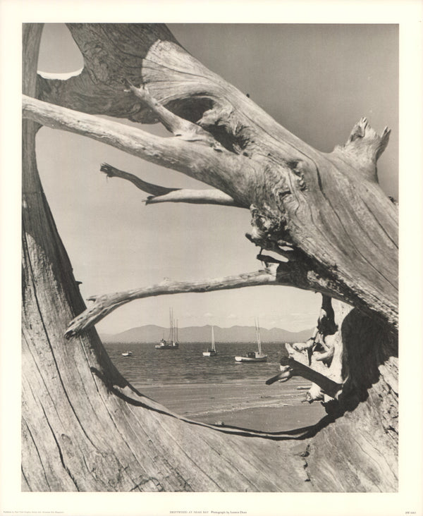 Driftwood at Neah Bay by Loomis Dean - 18 X 22 Inches (Art Print)