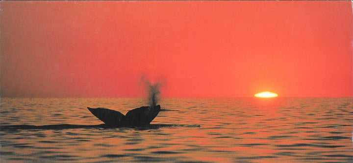 Baleines Grises by Philippe Bourseiller - 5 X 9 Inches (10 Postcards)