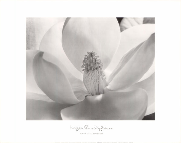 Magnolia Blossom by Imogen Cunningham - 22 X 28 Inches (Art Print)