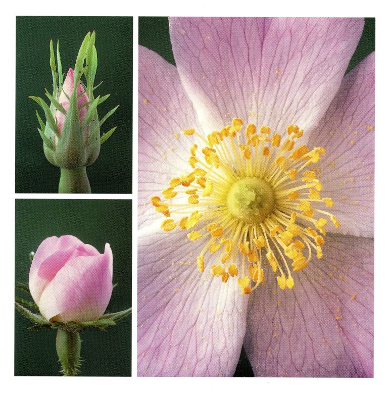 Wild Rose Flower Metamorphosis by Claude Nuridsany and Marie Pérennou ...