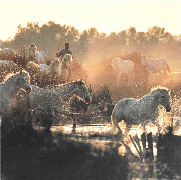 Camargue Light by Gérard Sioen - 6 X 6 Inches (10 Postcards)