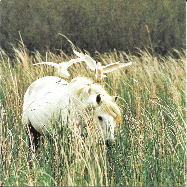 Camargue Landscape by Gérard Sioen - 6 X 6 Inches (10 Postcards)