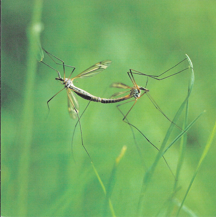 Coupled Mosquitos by Laurent Bessol - 6 X 6 Inches (10 Postcards)