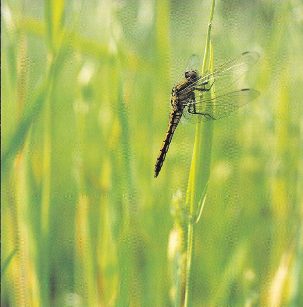 Dragonfly by Laurent Bessol - 6 X 6 Inches (10 Postcards)