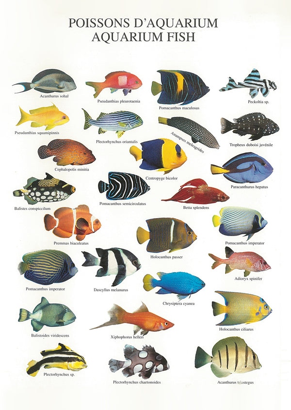 Aquarium Fish by Atelier Nouvelles Images - 5 X 7 Inches (Note Card)