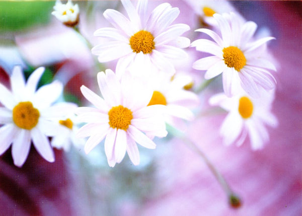 Daisies / Marguerites 