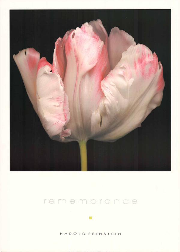 Remembrance by Harold Feinstein - 26 X 36 Inches (Offset Lithograph)