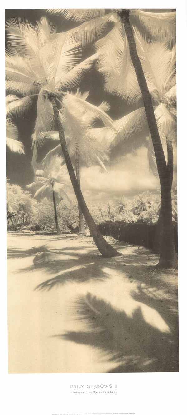 Palm Shadows II by Susan Friedman - 18 X 39 Inches (Art Print)