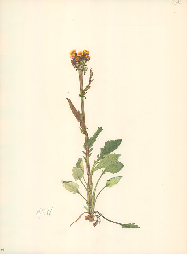 Rayless Groundsel 1925 by Mary Vaux Walcott - 9 X 13 Inches (Offset Li ...