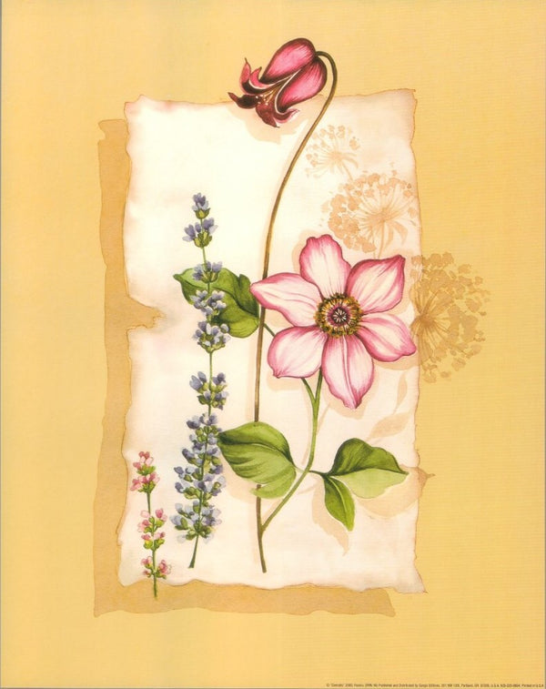 Clematis by Franco - 11 X 14 Inches (Art Print)