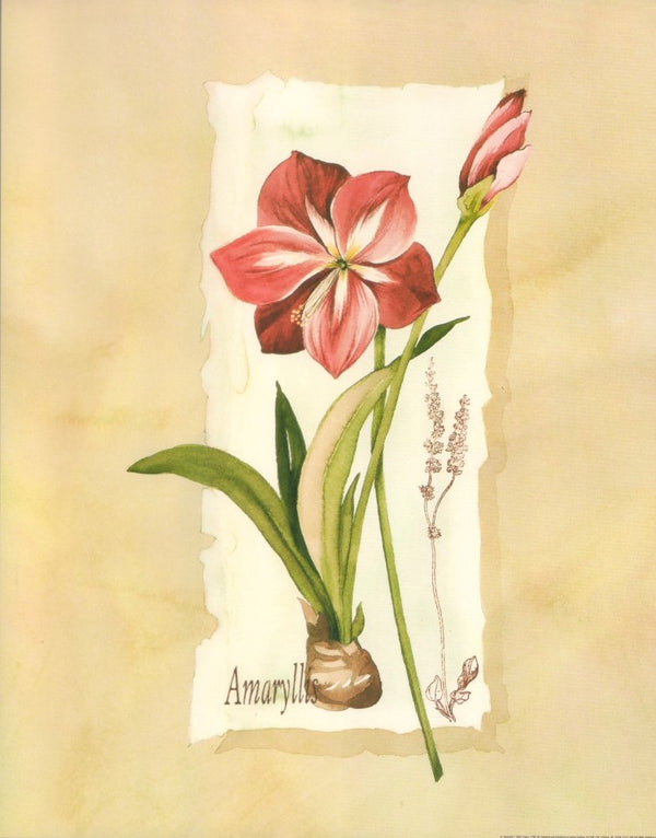 Amaryllis I by Franco - 11 X 14 Inches (Art Print)