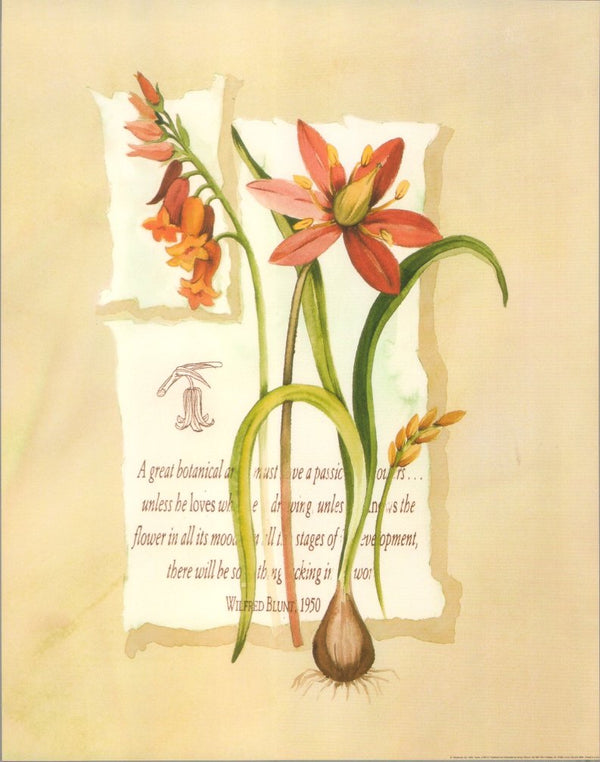 Belladonna Lily by Franco - 11 X 14 Inches (Art Print) 